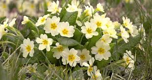 Attēlu rezultāti vaicājumam “Primula”