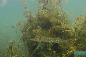 Image result for Esox lucius