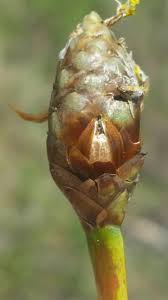 Attēlu rezultāti vaicājumam “Trichia ambigua stalked”