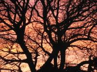 Image result for Tring Rambling Club