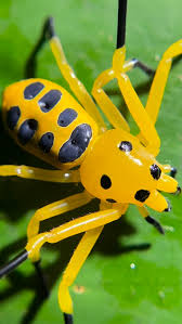 Image result for crab spider