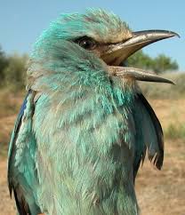 Attēlu rezultāti vaicājumam “Coracias garrulus adult”