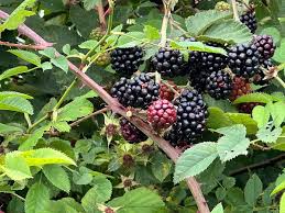 Attēlu rezultāti vaicājumam “Rubus caesius fruit”