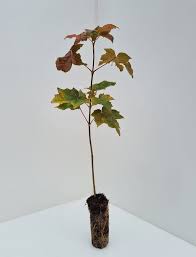 Attēlu rezultāti vaicājumam “Acer platanoides leaf”