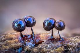 Attēlu rezultāti vaicājumam “Lamproderma debile spores”