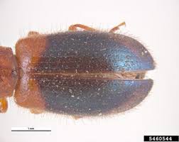 Attēlu rezultāti vaicājumam “Necrobia violacea”