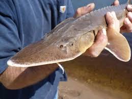Image result for Scaphirhynchus platorynchus