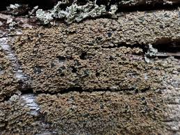 Attēlu rezultāti vaicājumam “Hypocenomyce scalaris”