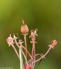 Attēlu rezultāti vaicājumam “Andromeda polifolia bud”