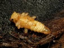 Attēlu rezultāti vaicājumam “Cucujus cinnaberinus larva”