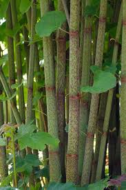 Attēlu rezultāti vaicājumam “Reynoutria japonica”