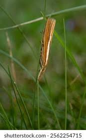 Attēlu rezultāti vaicājumam “Agriphila tristella”