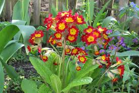 Attēlu rezultāti vaicājumam “Primula veris fruit”