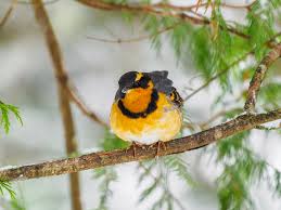 Image result for Ixoreus naevius