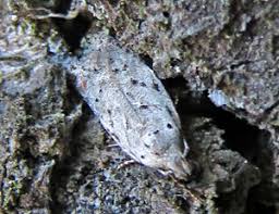 Attēlu rezultāti vaicājumam “Anacampsis blatariella”