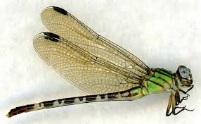 Attēlu rezultāti vaicājumam “Gomphidae”