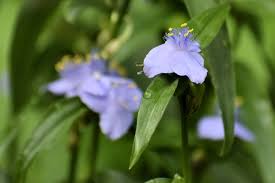 Attēlu rezultāti vaicājumam “Tradescantia virginiana flower”