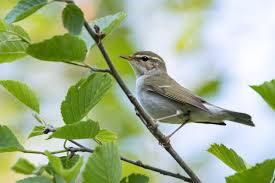 Image result for Phylloscopus borealis