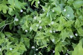 Attēlu rezultāti vaicājumam “Stellaria nemorum flower”