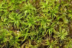 Attēlu rezultāti vaicājumam “Tortella inclinata”