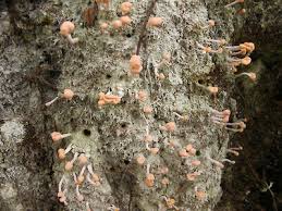 Attēlu rezultāti vaicājumam “Dibaeis baeomyces”