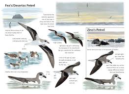 Image result for Pterodroma feae