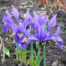 Attēlu rezultāti vaicājumam “Iris reticulata”