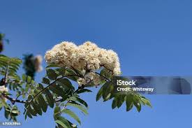 Attēlu rezultāti vaicājumam “Sorbus aucuparia flower”
