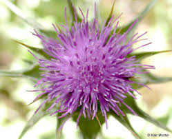 Image result for Silybum marianum