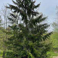 Attēlu rezultāti vaicājumam “Picea abies leaf”