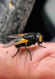 Attēlu rezultāti vaicājumam “Mesembrina meridiana”