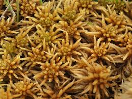 Attēlu rezultāti vaicājumam “Sphagnum teres”