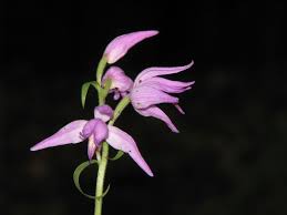 Attēlu rezultāti vaicājumam “Cephalanthera rubra bud”