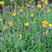 Image result for Hieracium pilosella