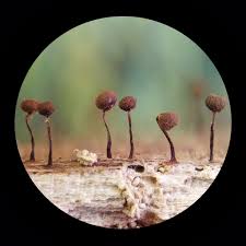 Attēlu rezultāti vaicājumam “Cribraria cancellata”