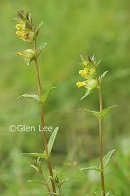 Attēlu rezultāti vaicājumam “Rhinanthus serotinus flower”
