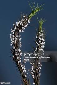 Attēlu rezultāti vaicājumam “Physarum leucopus spores”