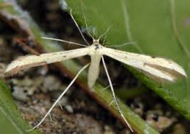 Attēlu rezultāti vaicājumam “Adaina microdactyla”