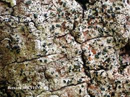 Attēlu rezultāti vaicājumam “Alyxoria varia”