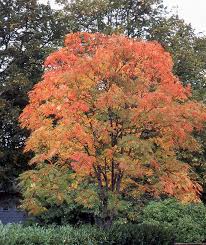 Attēlu rezultāti vaicājumam “Sorbus aucuparia leaf”