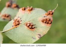 Attēlu rezultāti vaicājumam “Gymnosporangium sabinae”