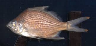 Image result for Eugerres plumieri