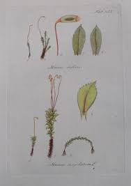 Attēlu rezultāti vaicājumam “Mnium stellare”