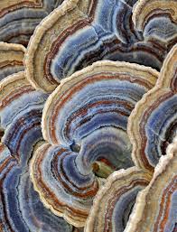 Attēlu rezultāti vaicājumam “Trametes versicolor”