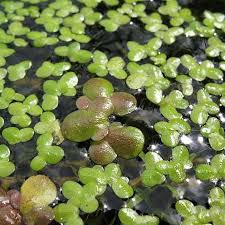 Attēlu rezultāti vaicājumam “Lemna gibba”