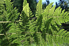 Attēlu rezultāti vaicājumam “Gymnocarpium robertianum”