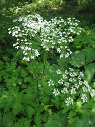 Image result for Heracleum sphondylium