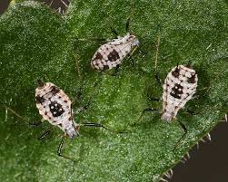 Attēlu rezultāti vaicājumam “Cephaloziella elachista macro”