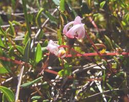 Attēlu rezultāti vaicājumam “Oxycoccus flower”