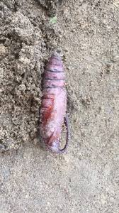 Attēlu rezultāti vaicājumam “Zygaena cocoon”